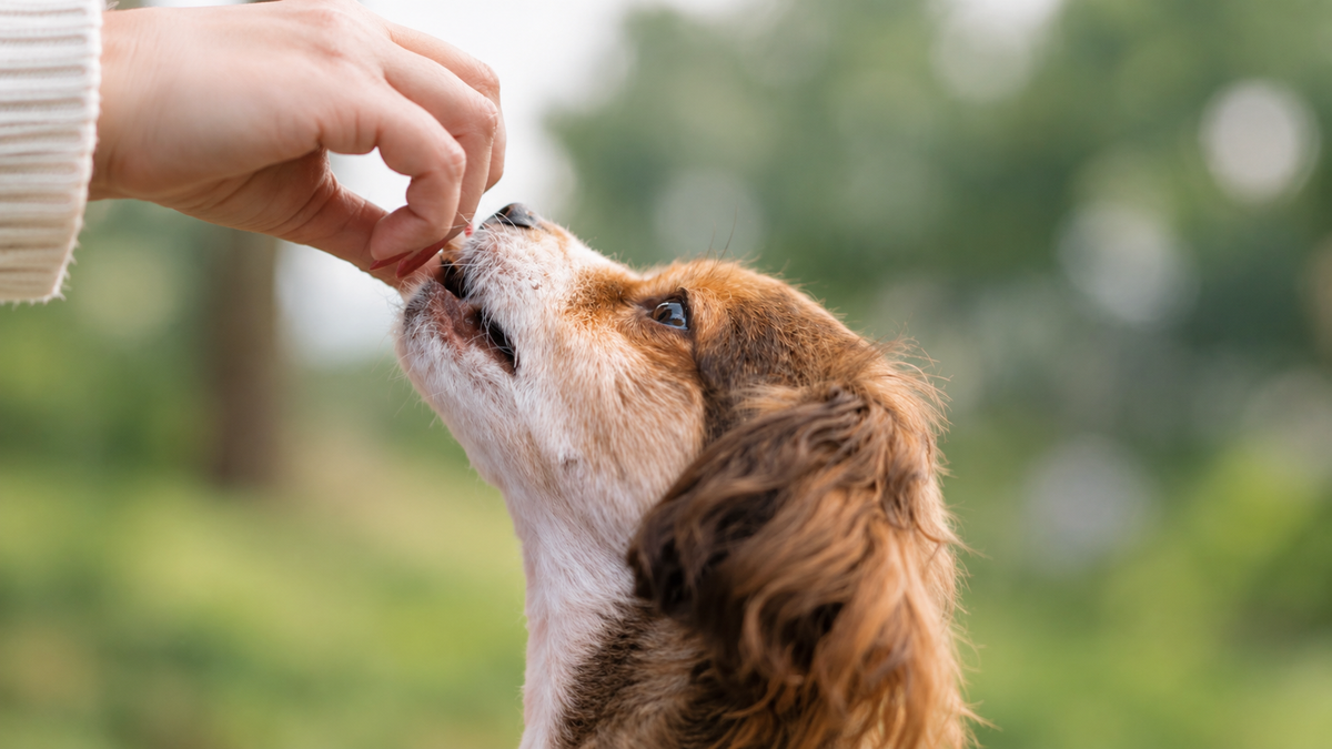 Una salute del cane costruita sulla scienza